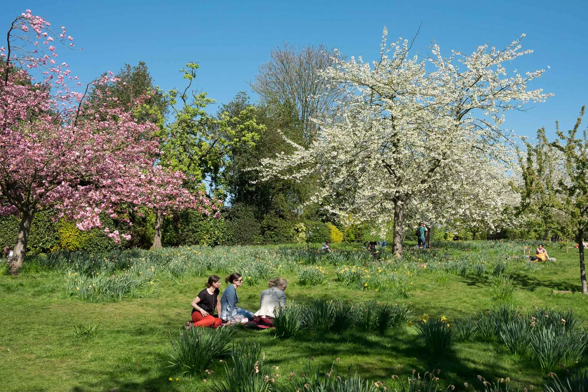 Hampsted Heath in Spring, London