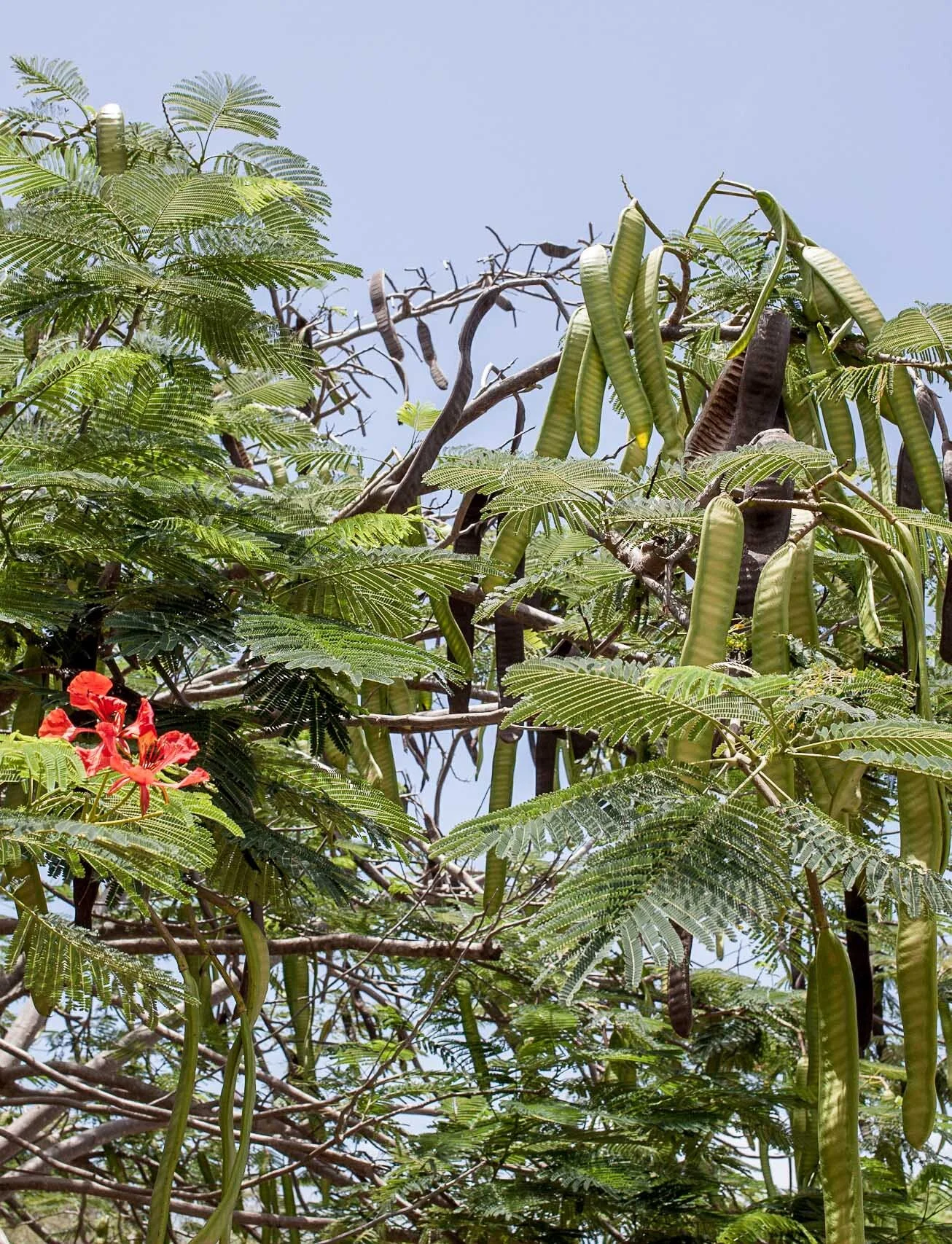 guadeloupe26.jpg