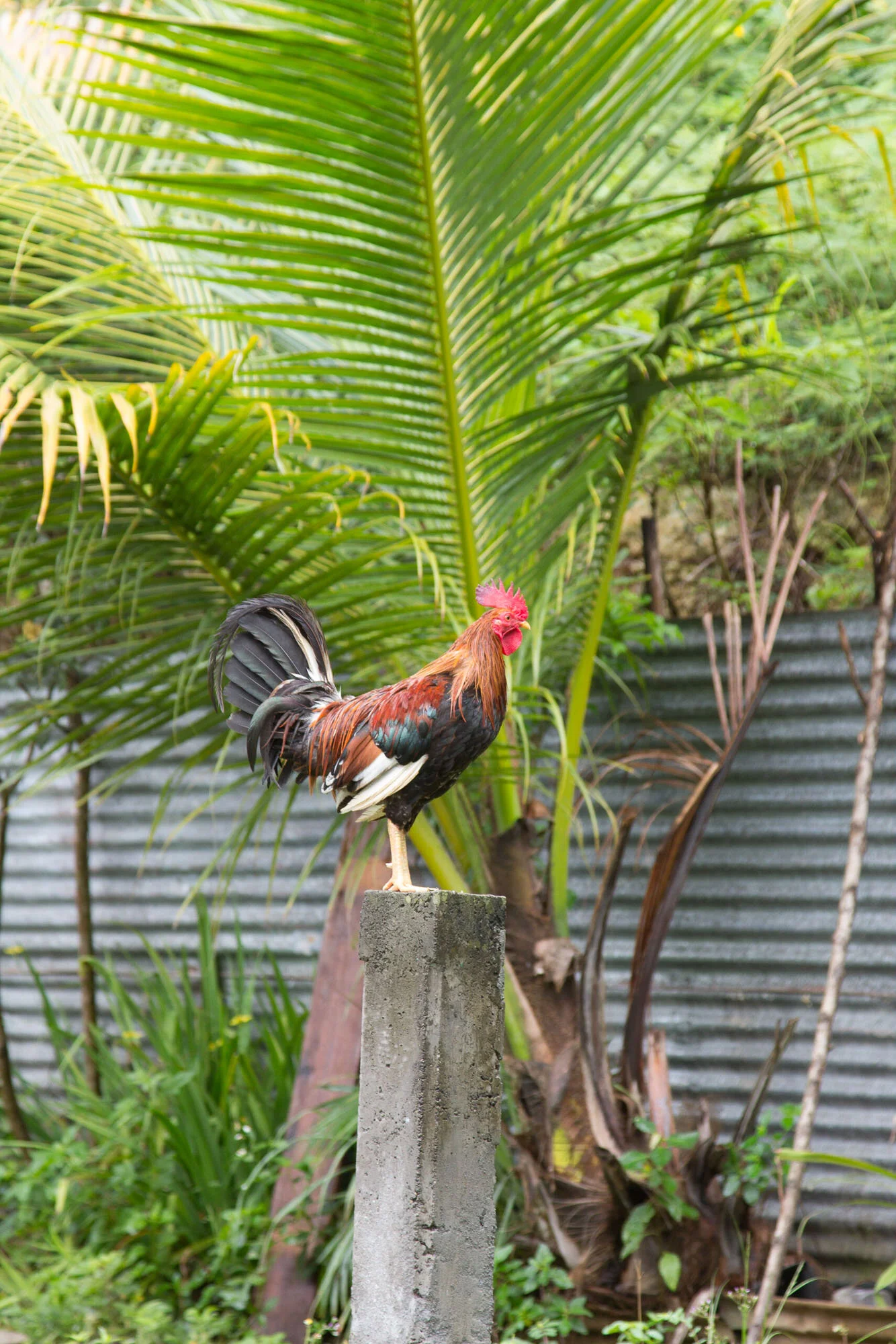 guadeloupe29.jpg