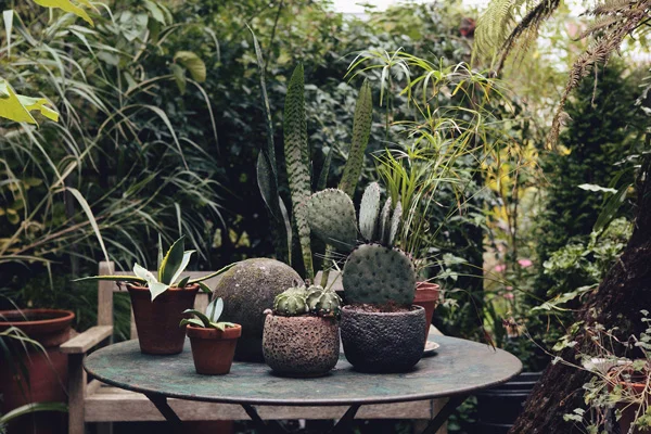 The_Garden_Edit_cacti_and_succulents.jpg