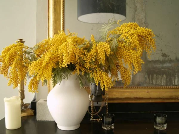 Rue_Victor_Hugo_mimosa_Design_Hunter.jpg