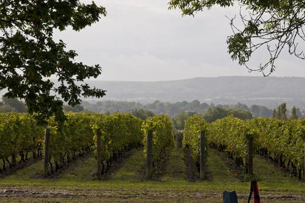 The vineyard at Nyetimber, with the South Downs visible in the distance.