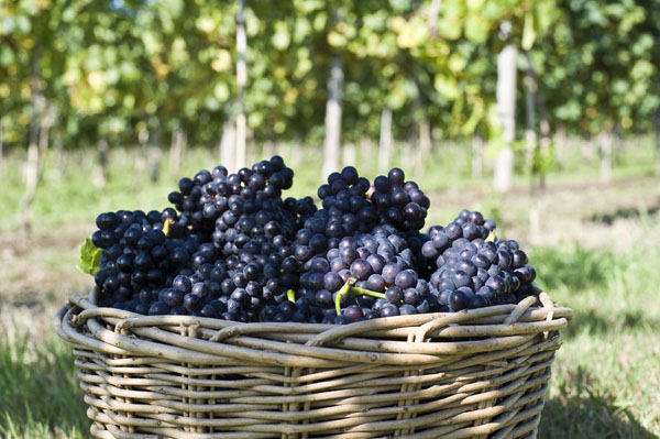 Harvesting the Pinot Noir.