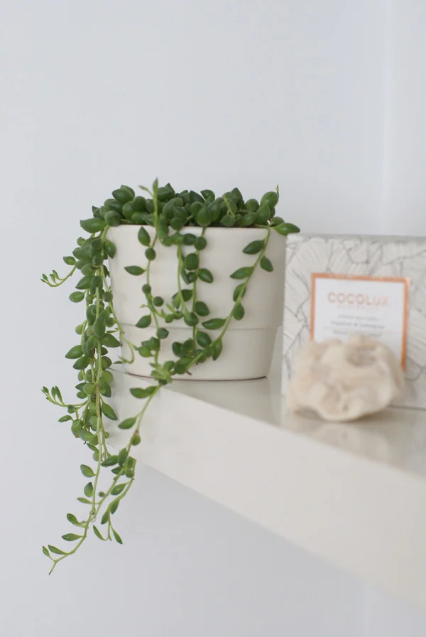 Trailing plant