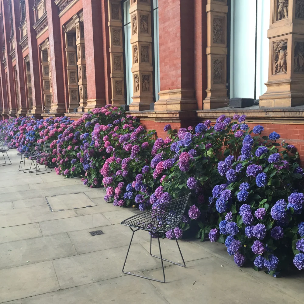 Hydrangeas at the V&A Museum | Design Hunter