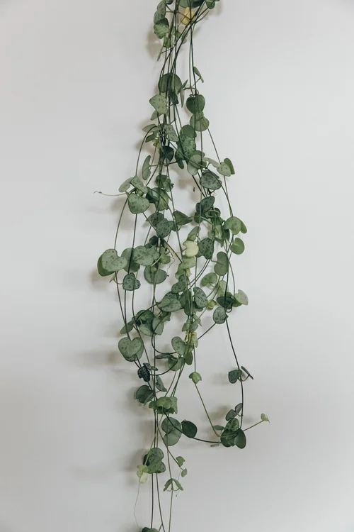 Houseplants | The Haarkon House