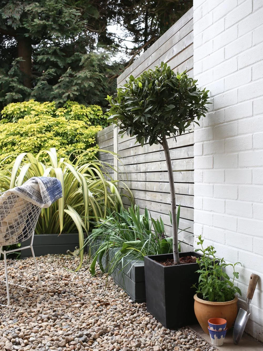 Standard bay tree | Design Hunter