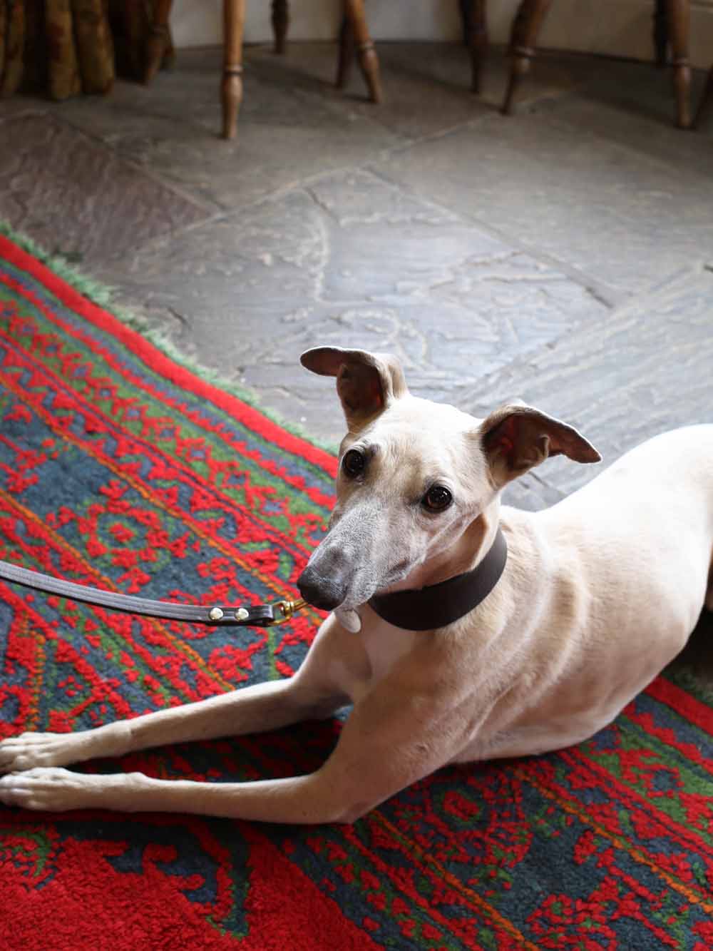 Albert whippet | The Inn at Whitewell