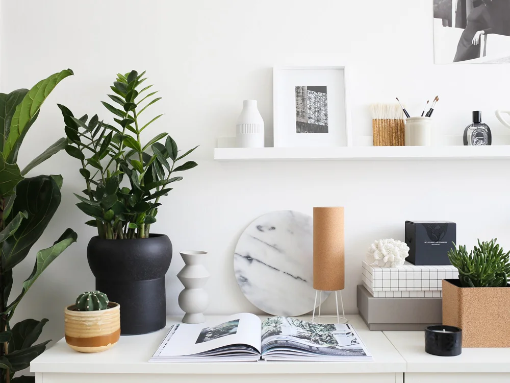 Zamioculcas | Design Hunter