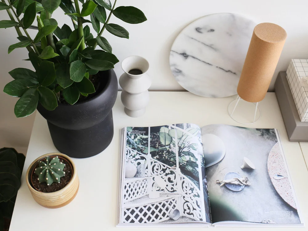 Zamioculcas | Design Hunter