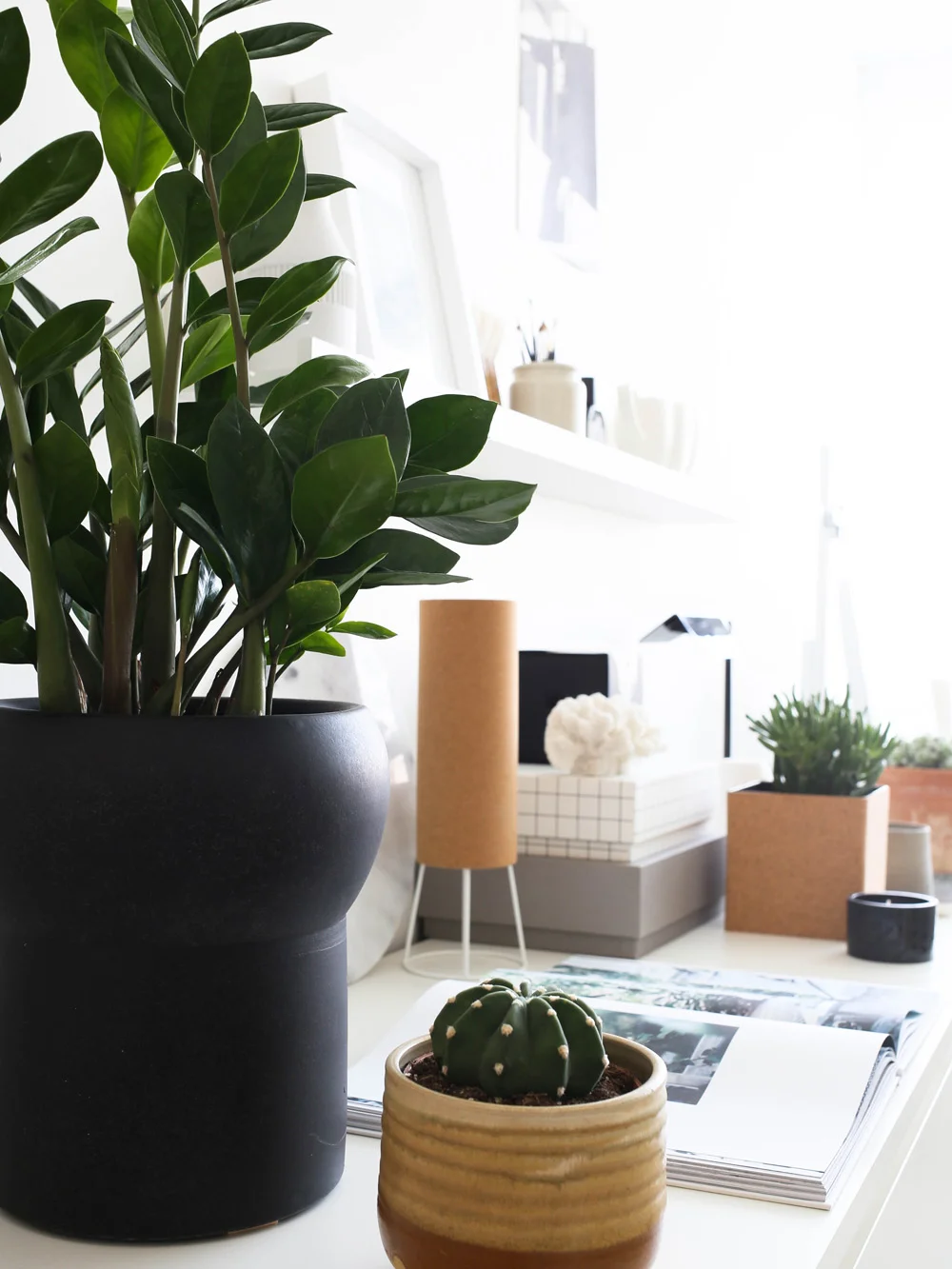 Zamioculcas | Design Hunter