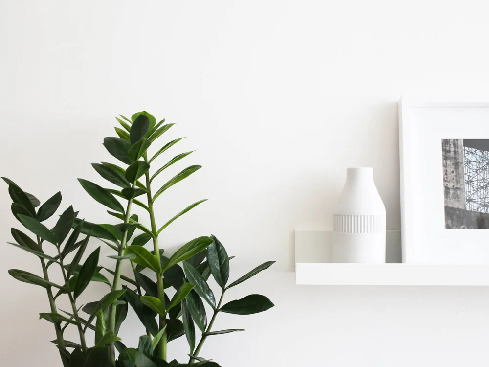 Zamioculcas | Design Hunter