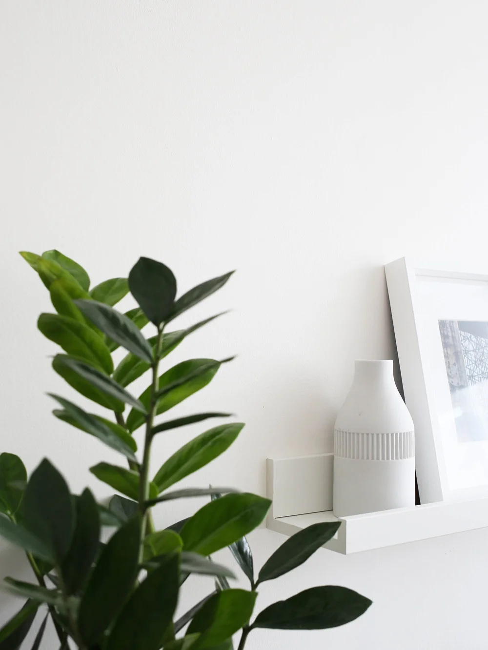 Zamioculcas | Design Hunter