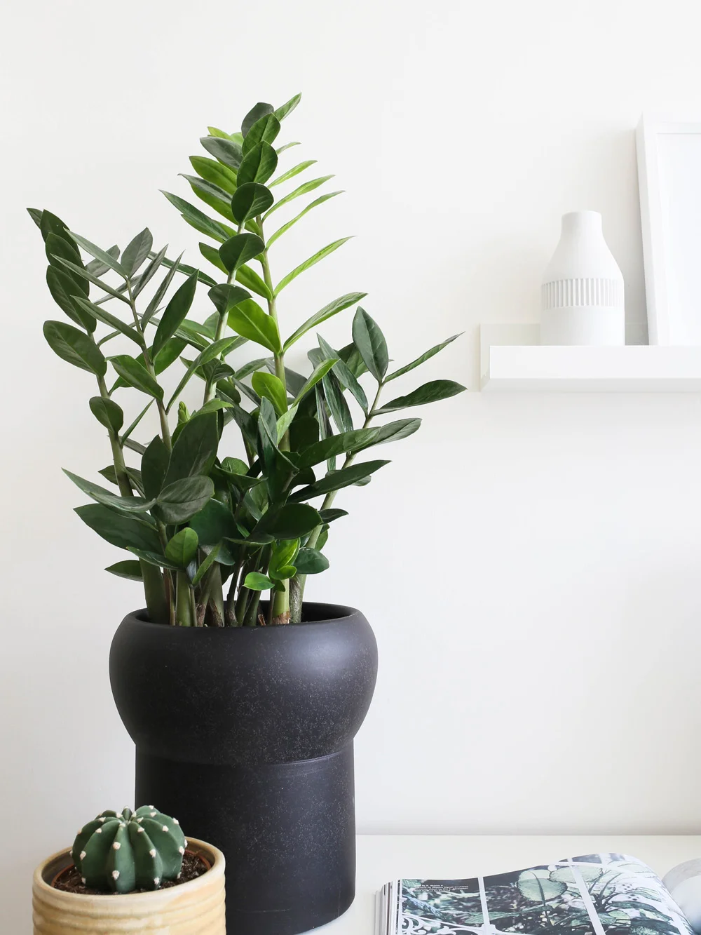 Zamioculcas | Design Hunter