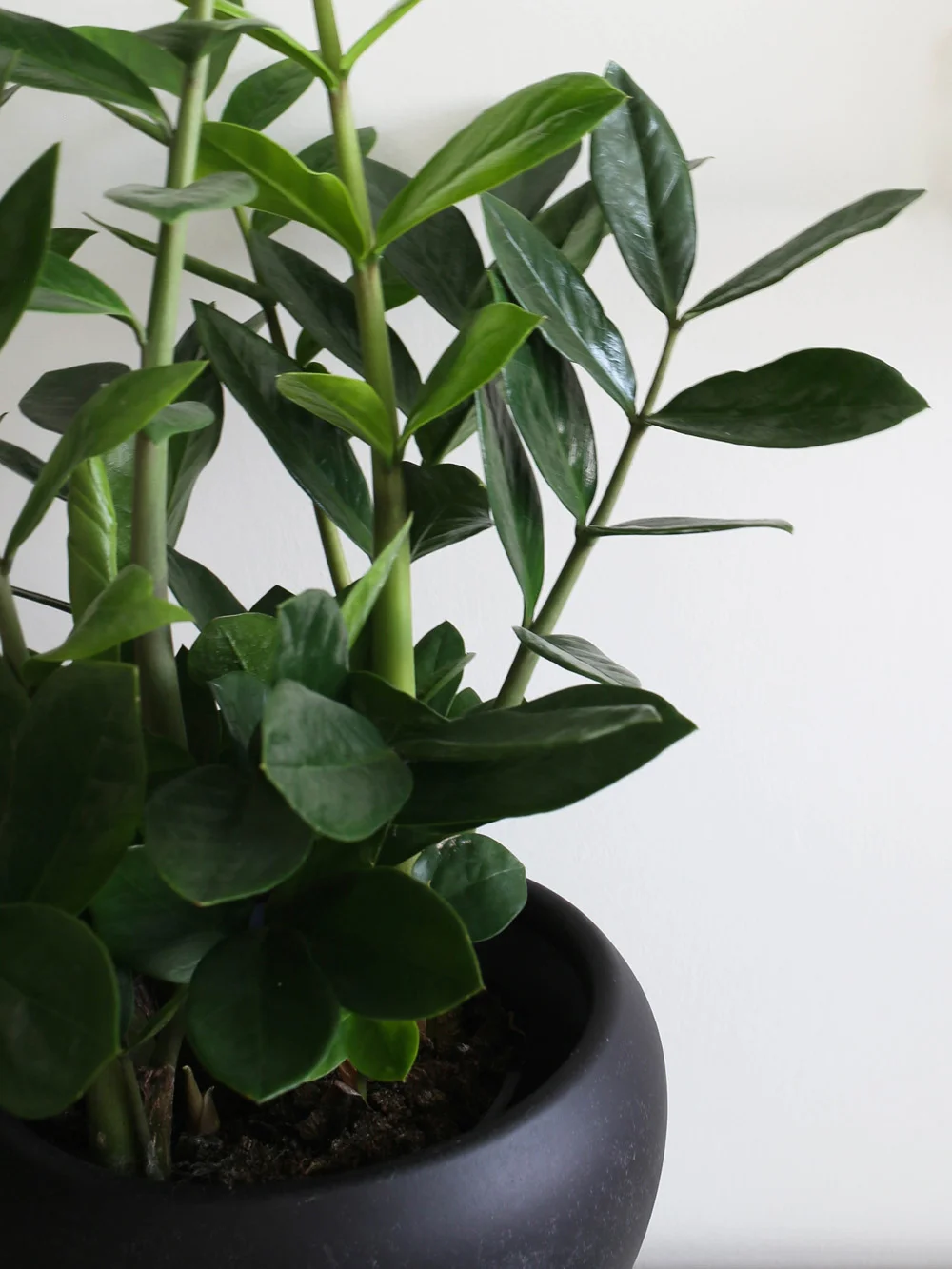 Zamioculcas | Design Hunter