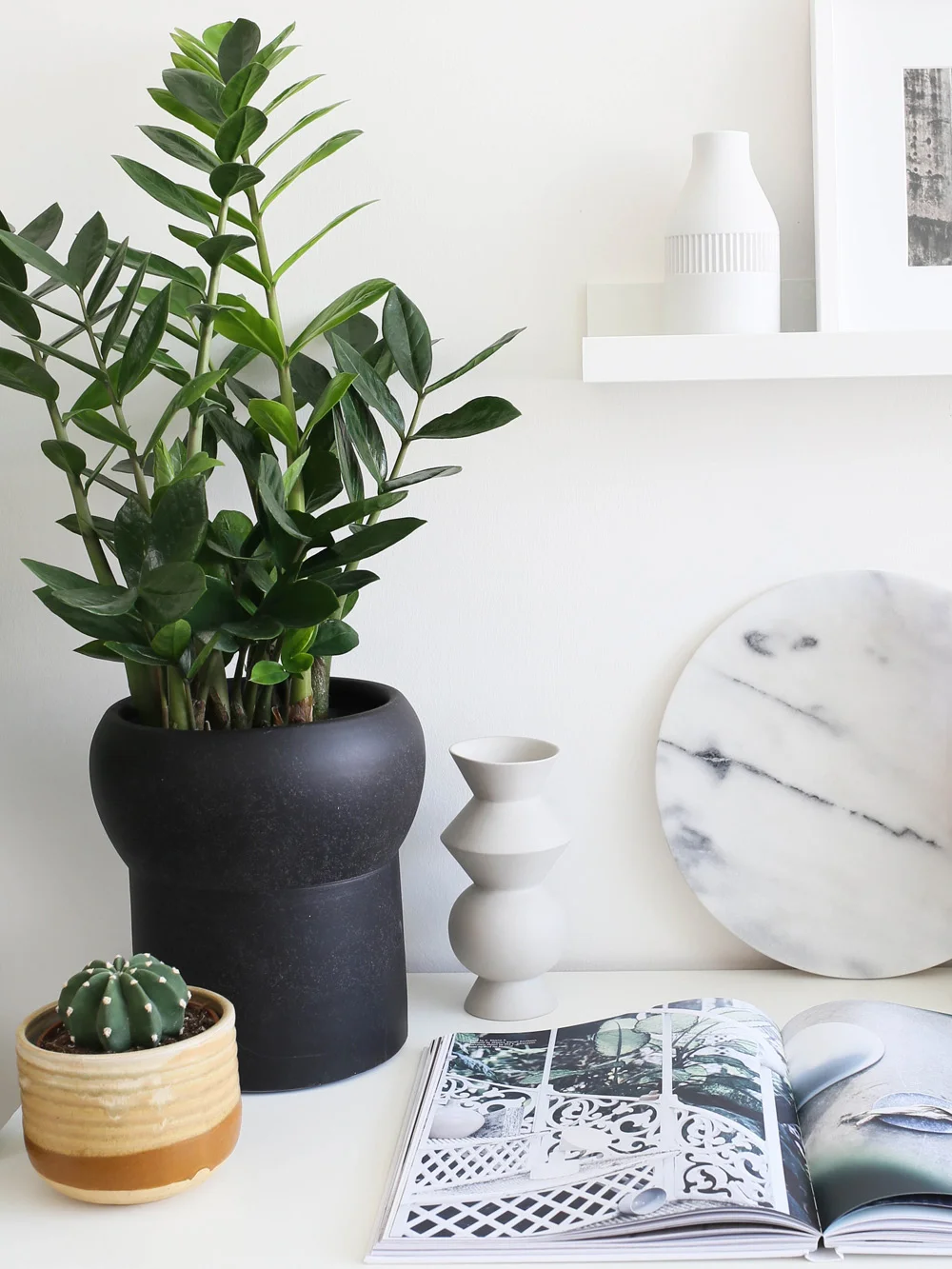 Zamioculcas | Design Hunter