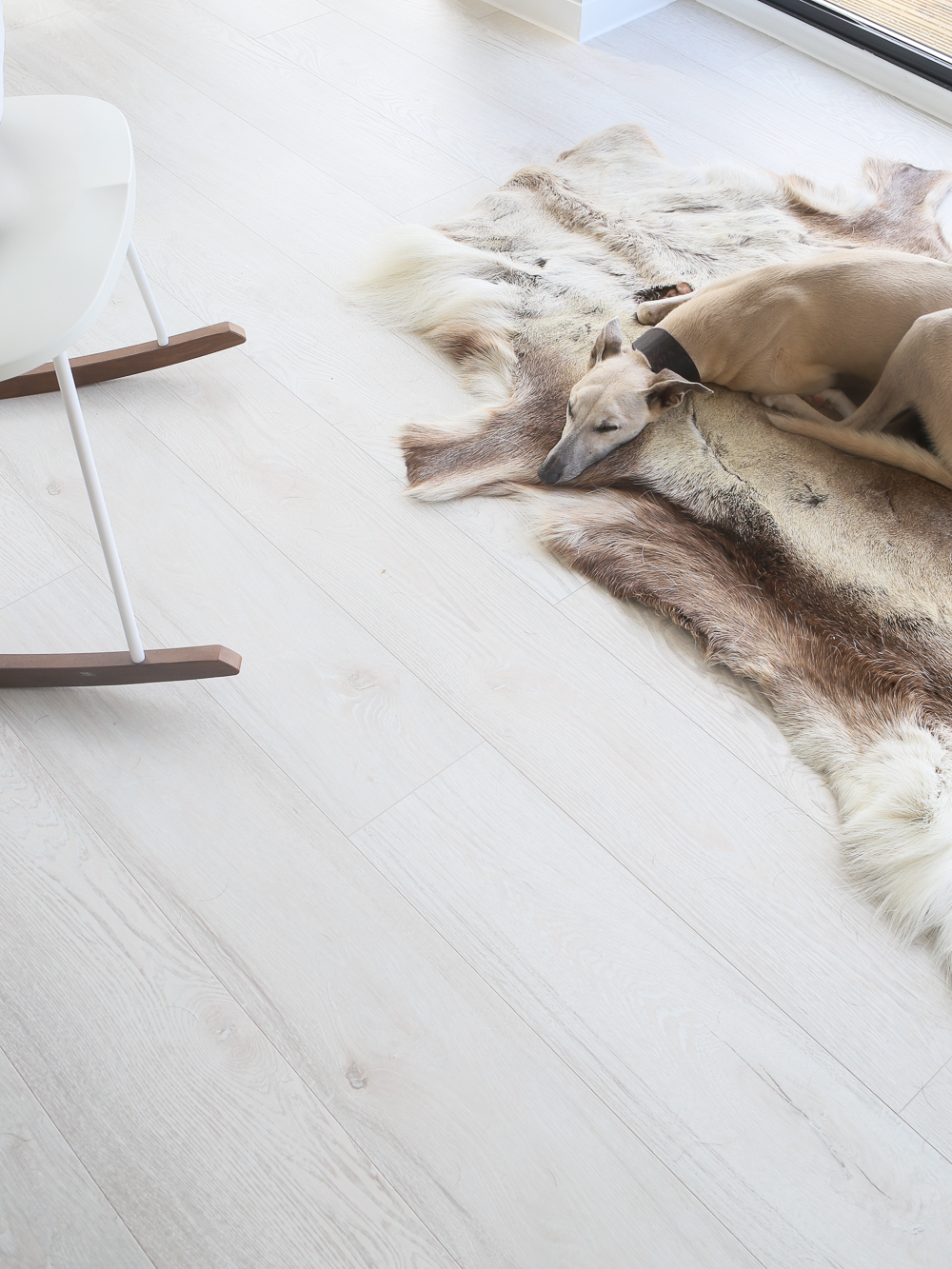 Whippet on fur rug | Design Hunter