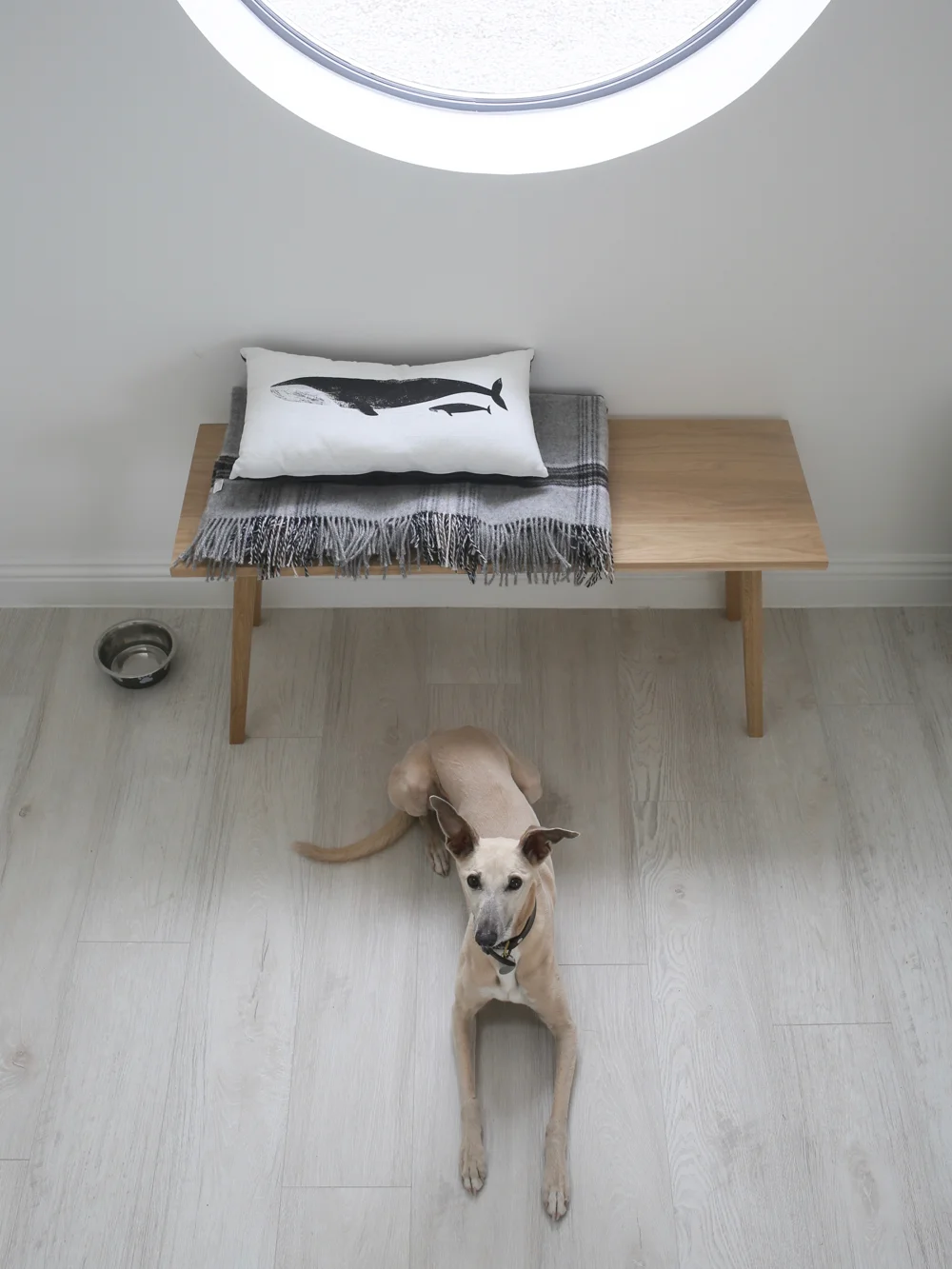 Albert whippet | Design Hunter