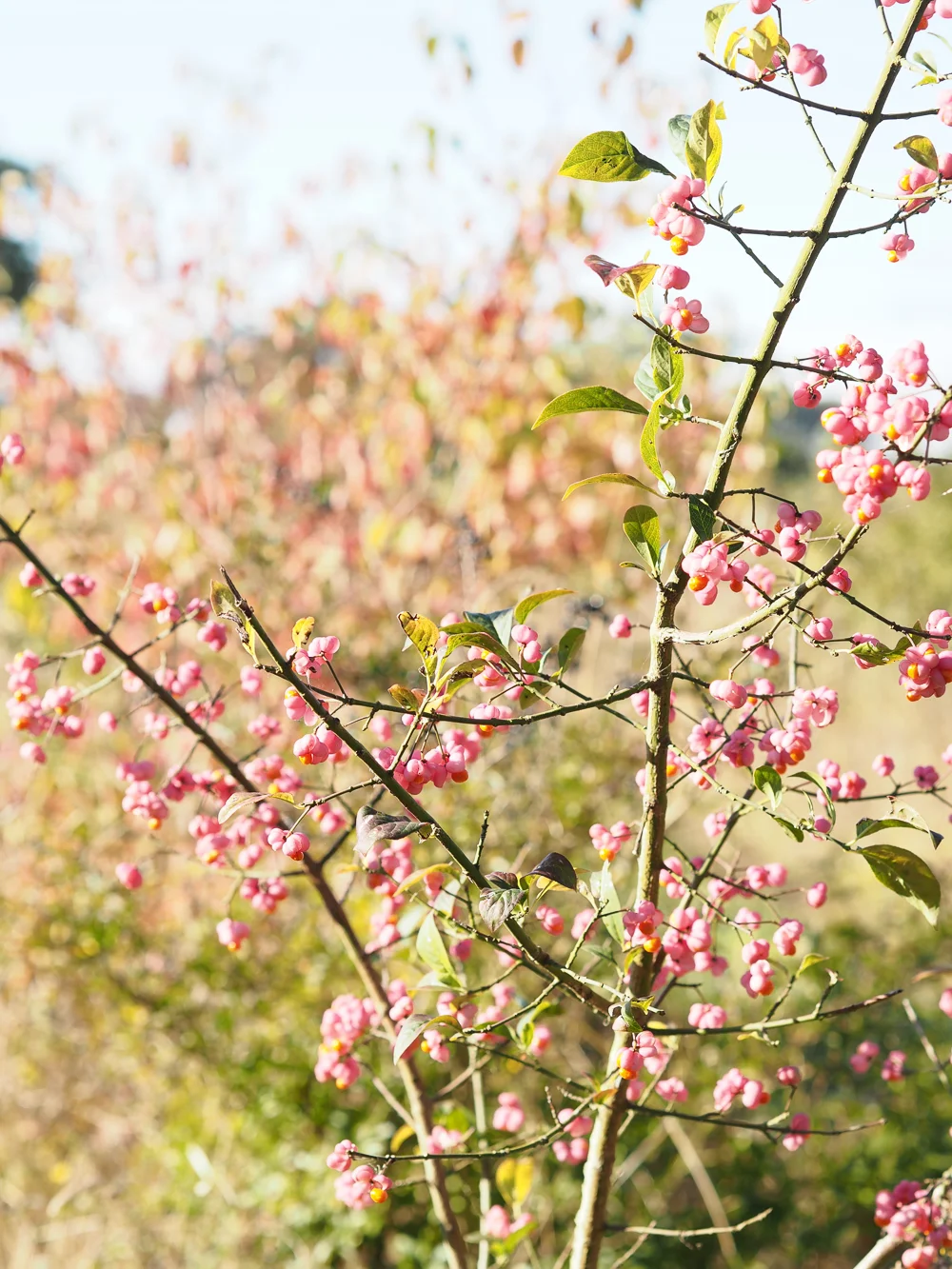 Autumn berries