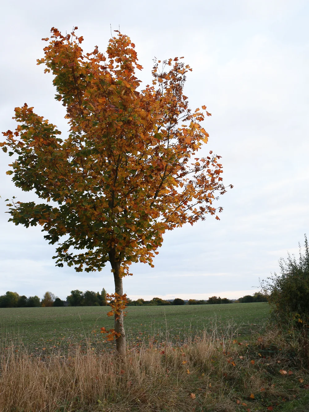 Suffolk countryside | Design Hunter