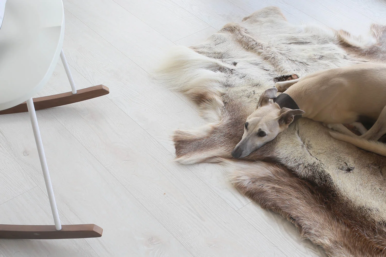 Delphin - dog friendly self catering accommodation in Cornwall | Design Hunter