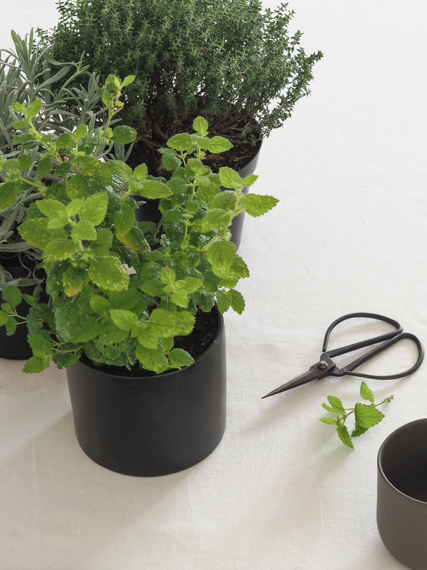 Fresh Herbs on linen table cloth | Design Hunter