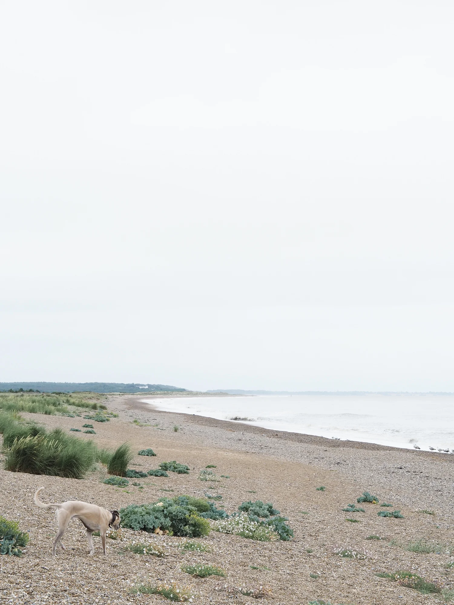 Albert on Sizewell Beach | Design Hunter
