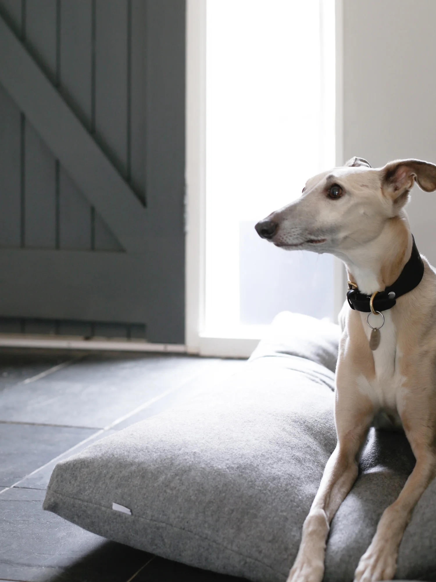 Kind for Dogs - Design Hunter