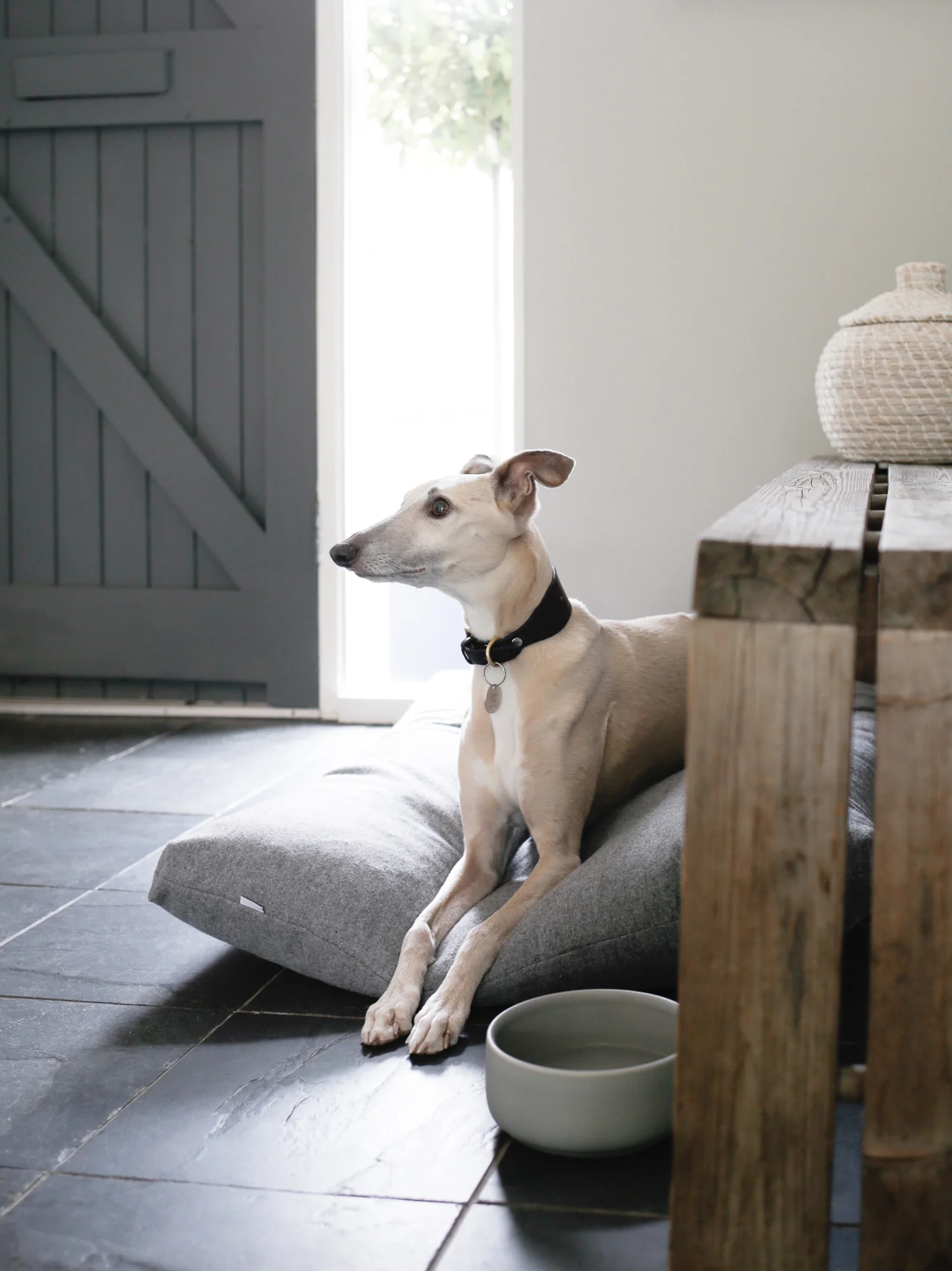 Kind for Dogs-1-4.jpg