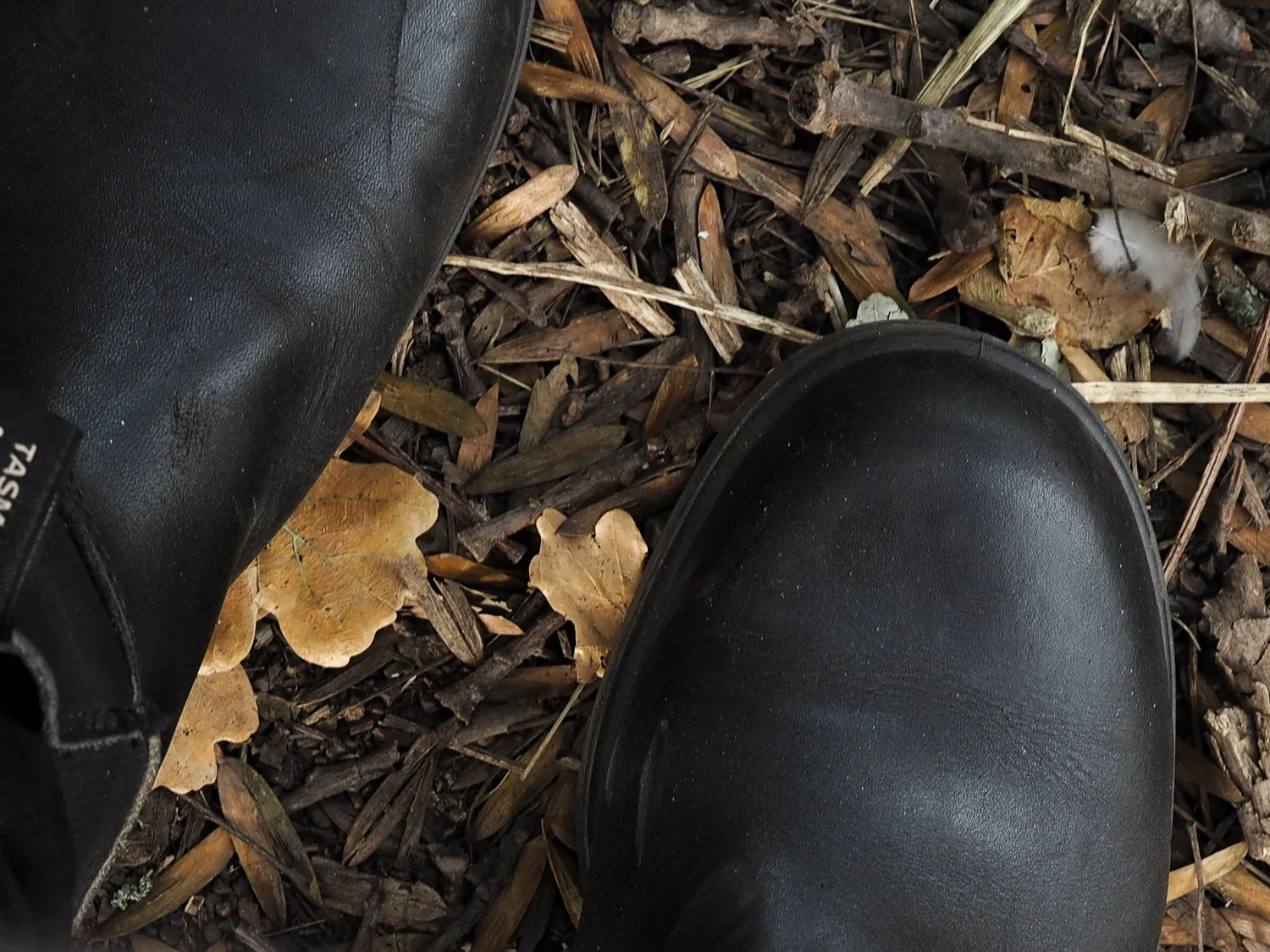 Autumn leaves | Design  Hunter