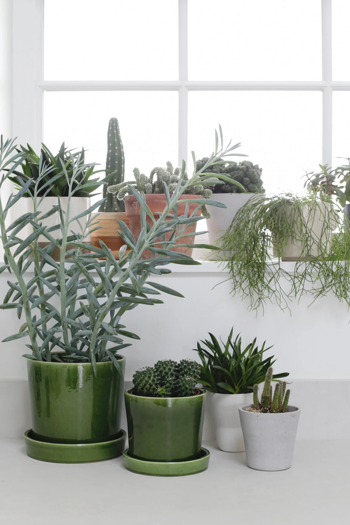 How to care for cacti and succulents-1.jpg