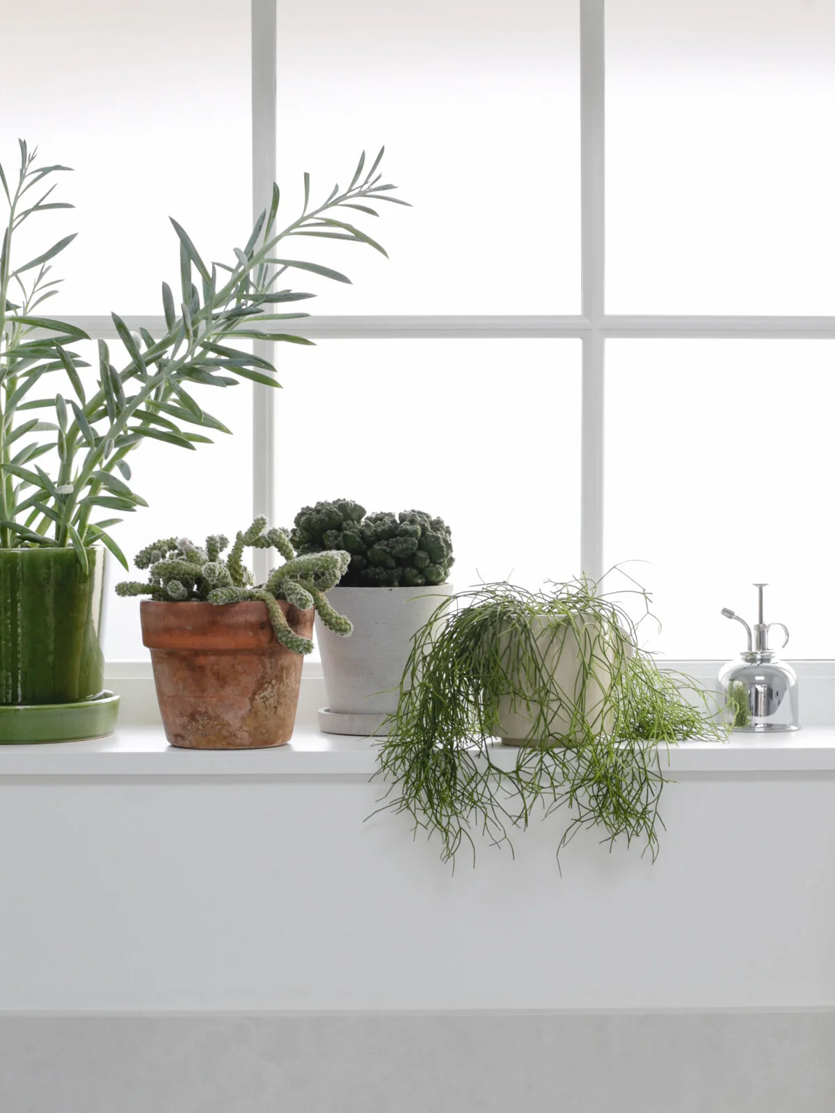 How to care for cacti and succulents-3.jpg
