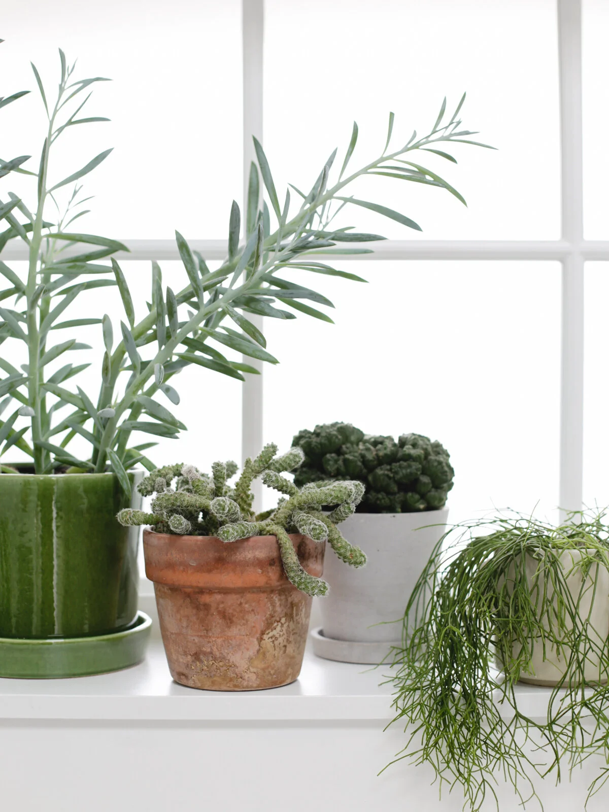 How to care for cacti — Design Hunter