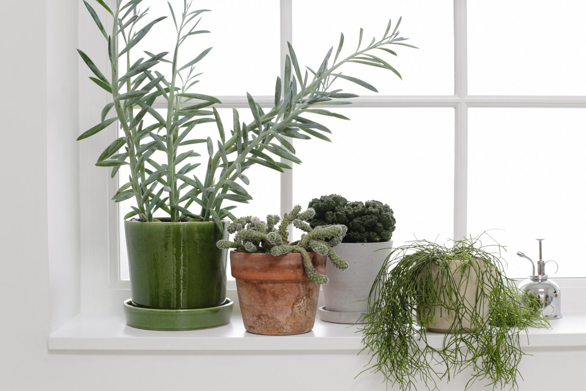 How to care for cacti and succulents-6-2.jpg