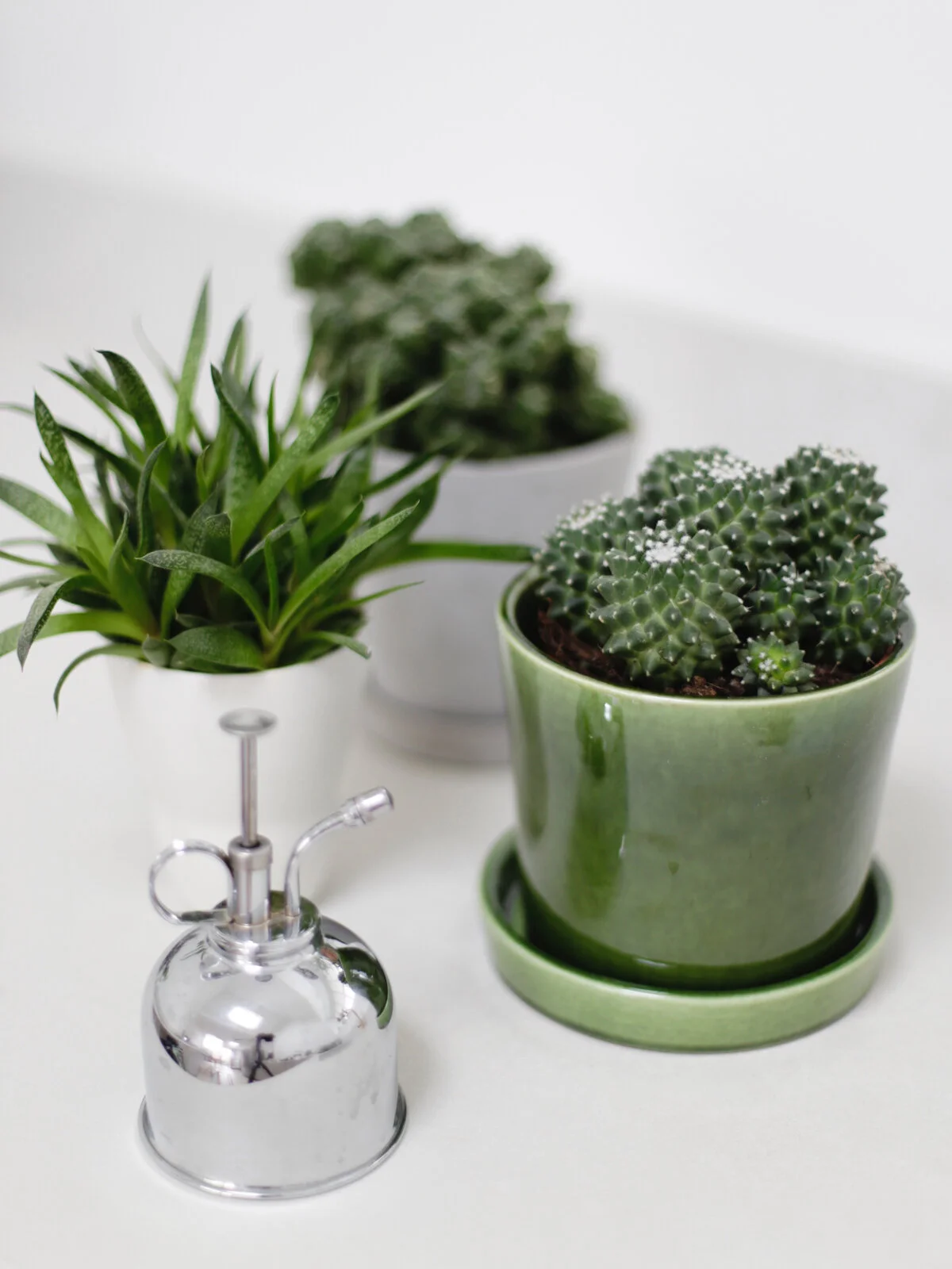 How to care for cacti and succulents-7-2.jpg