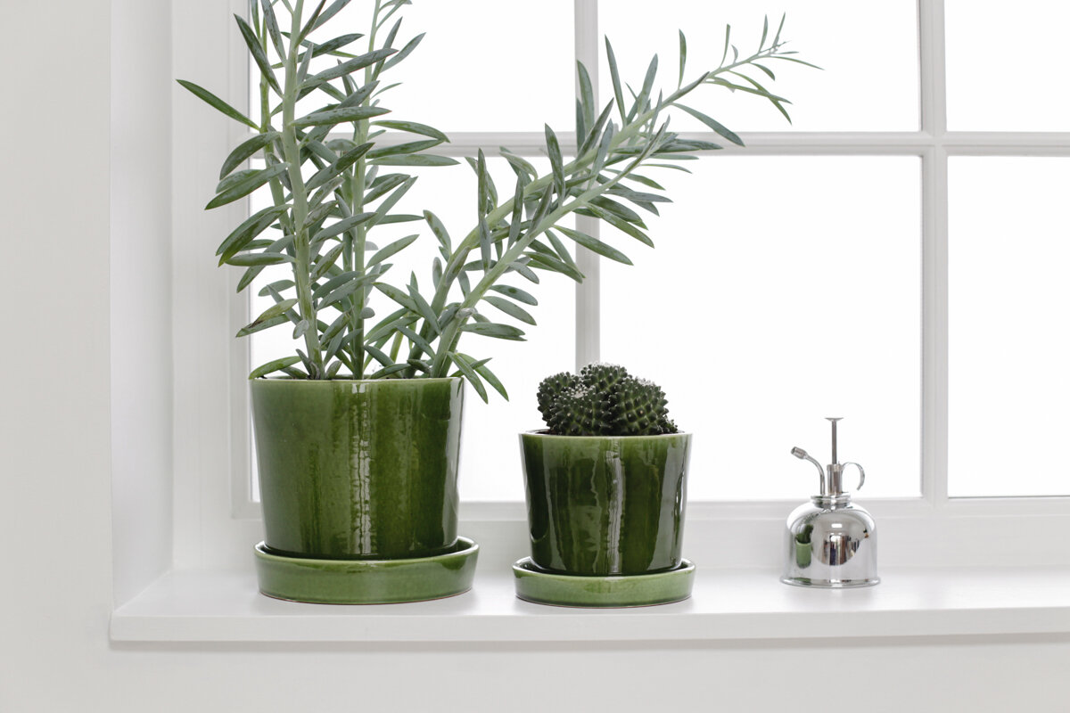 How to care for cacti and succulents-8-2.jpg