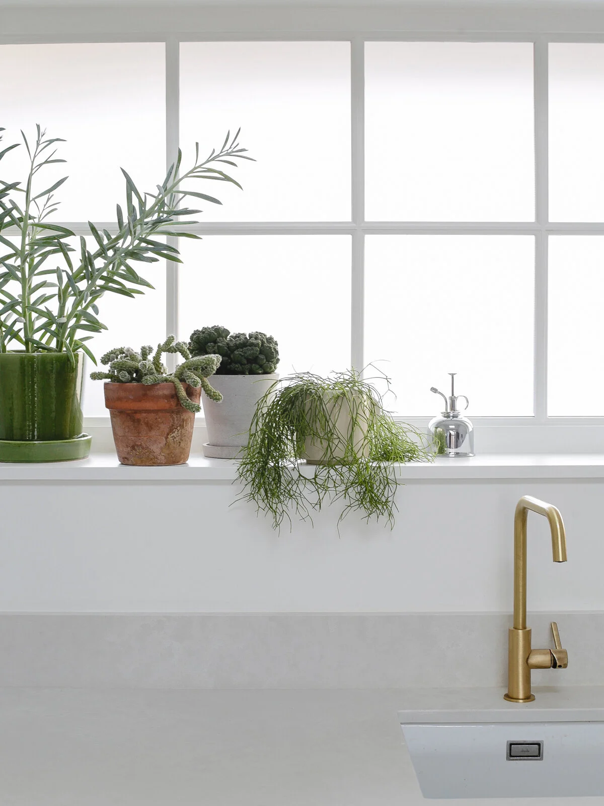 How to care for cacti and succulents-1.jpg