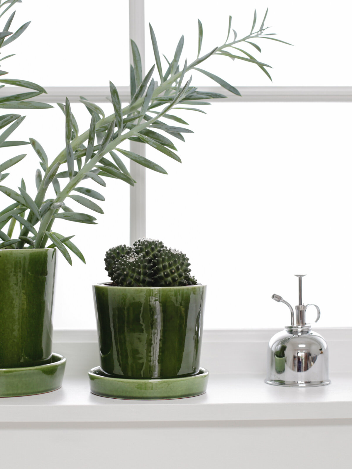 How to care for cacti and succulents-1-2.jpg