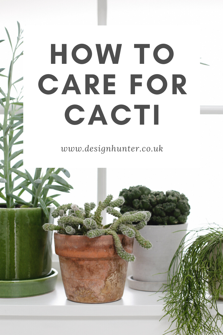 how to care for cacti.png