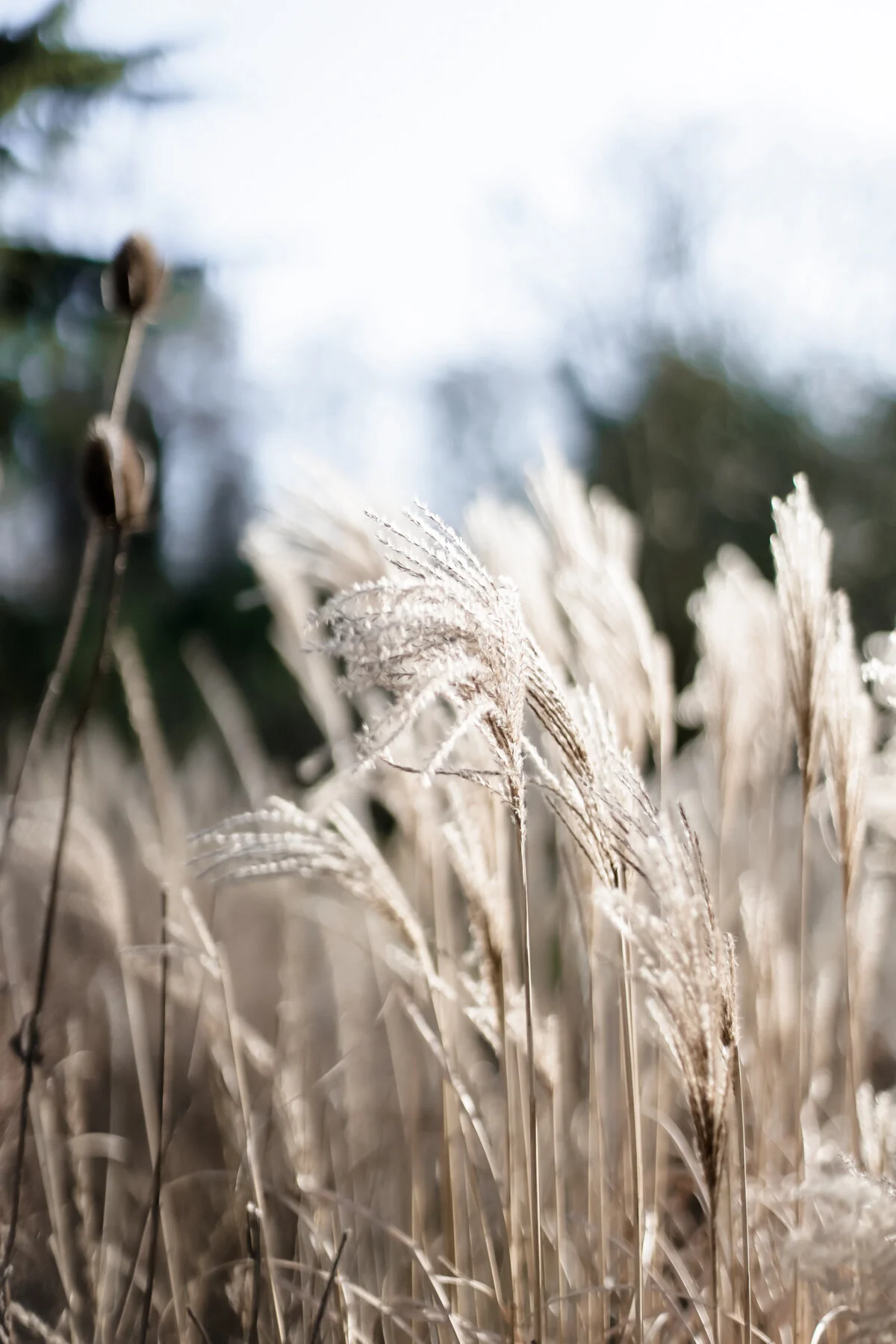 The garden at Five Acre Barn in Suffolk-1.jpg