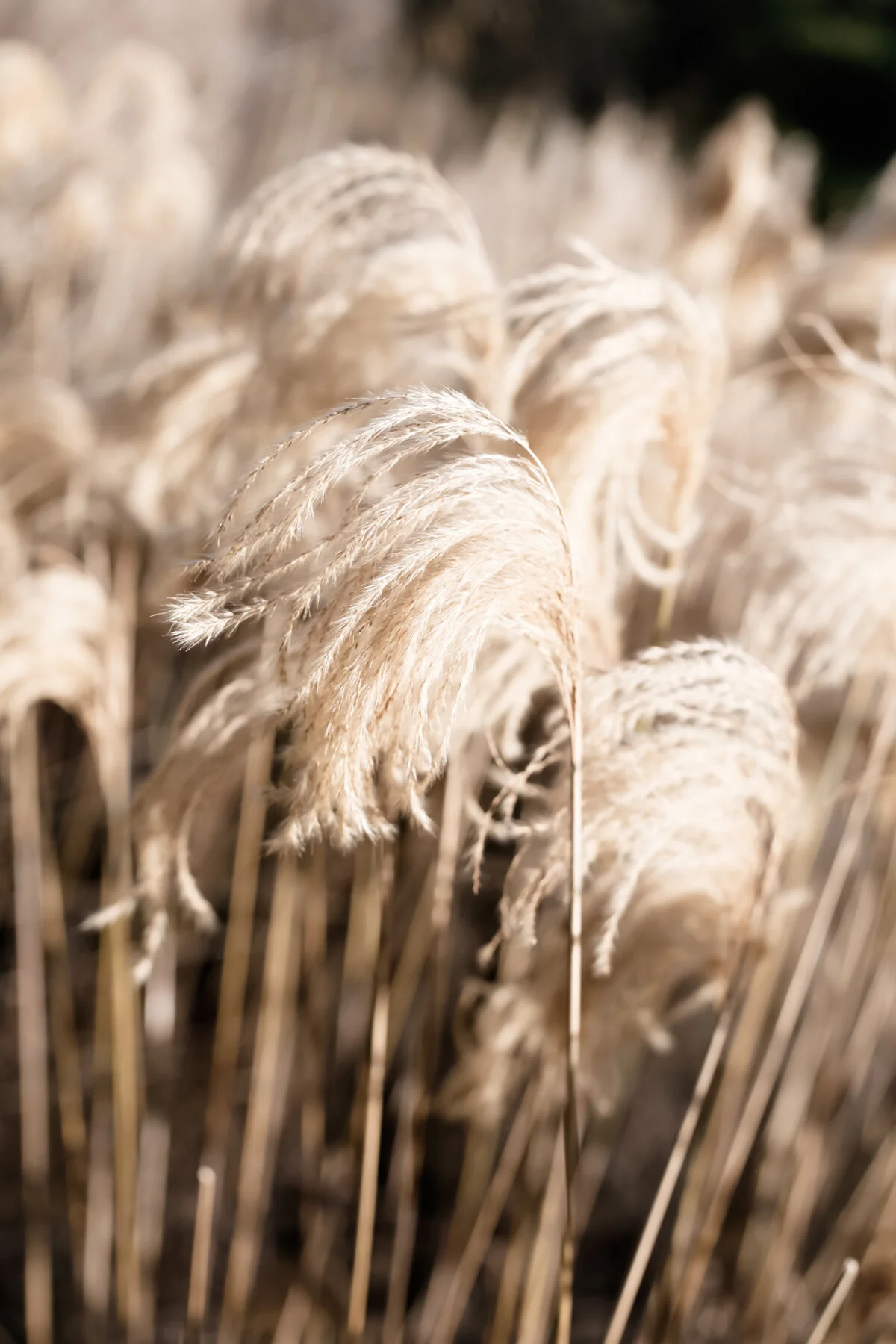 The garden at Five Acre Barn in Suffolk-3.jpg