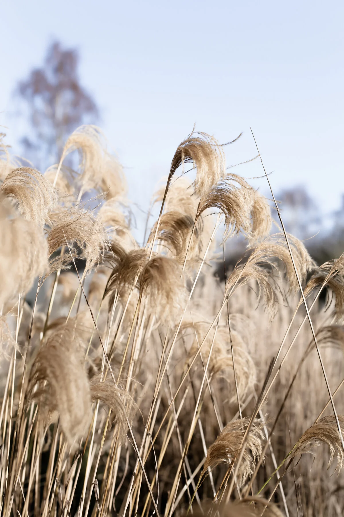 The garden at Five Acre Barn in Suffolk-4.jpg