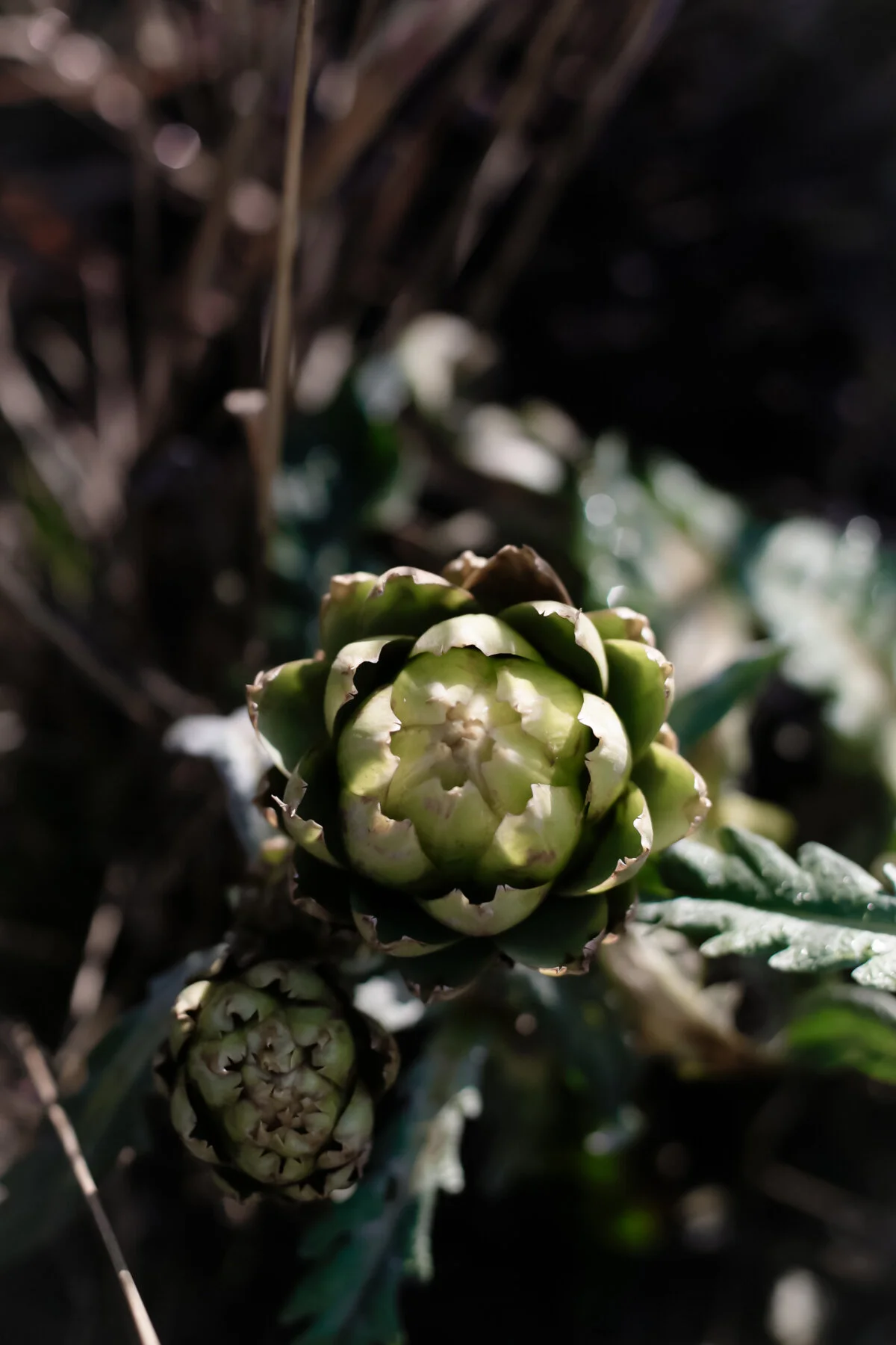 The garden at Five Acre Barn in Suffolk-5.jpg
