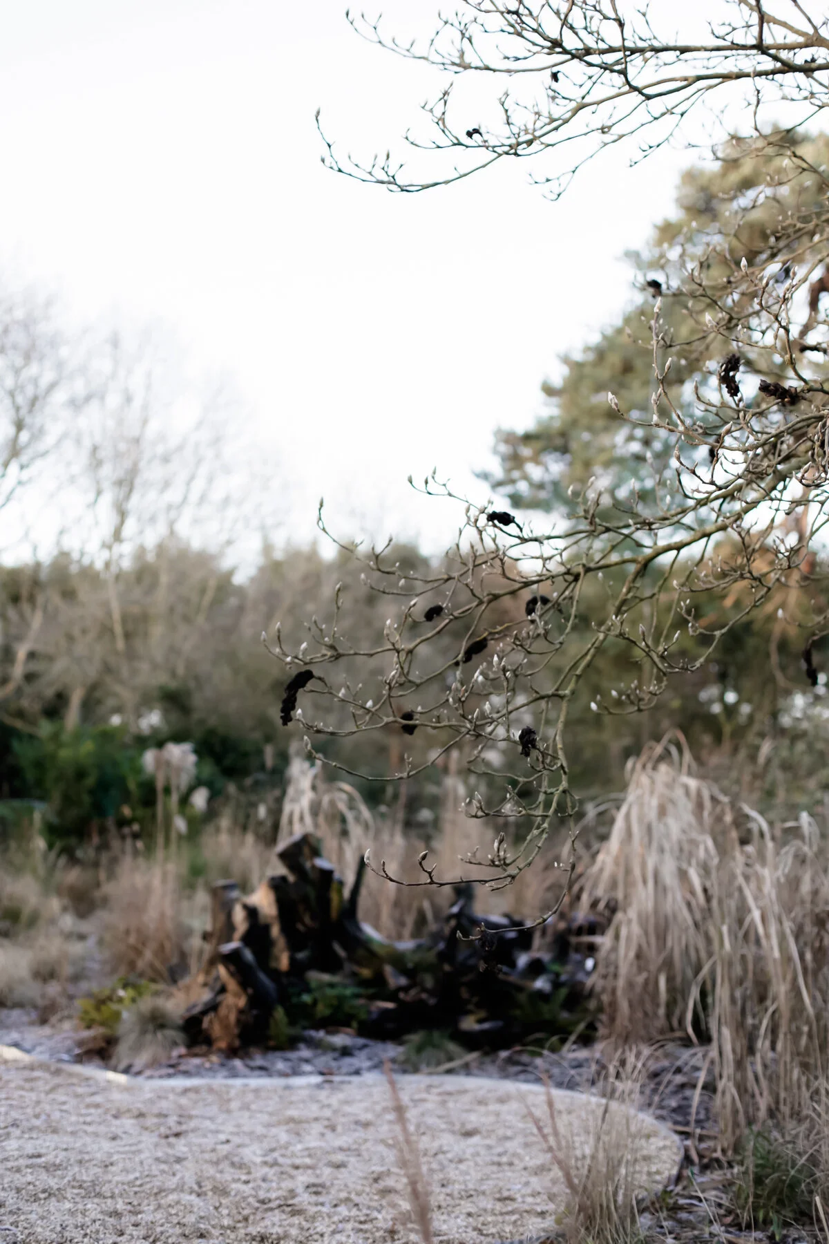 The garden at Five Acre Barn in winter.jpg