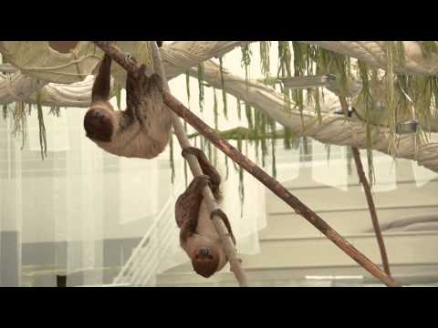 "Les lents de natures" : Introduction des paresseux ** "Nature's Slowpokes": Introducing the sloths