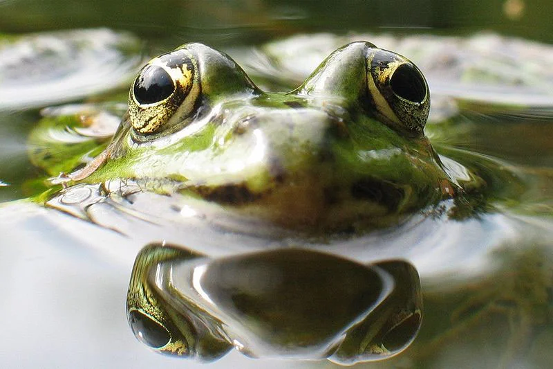 frog_water.jpg