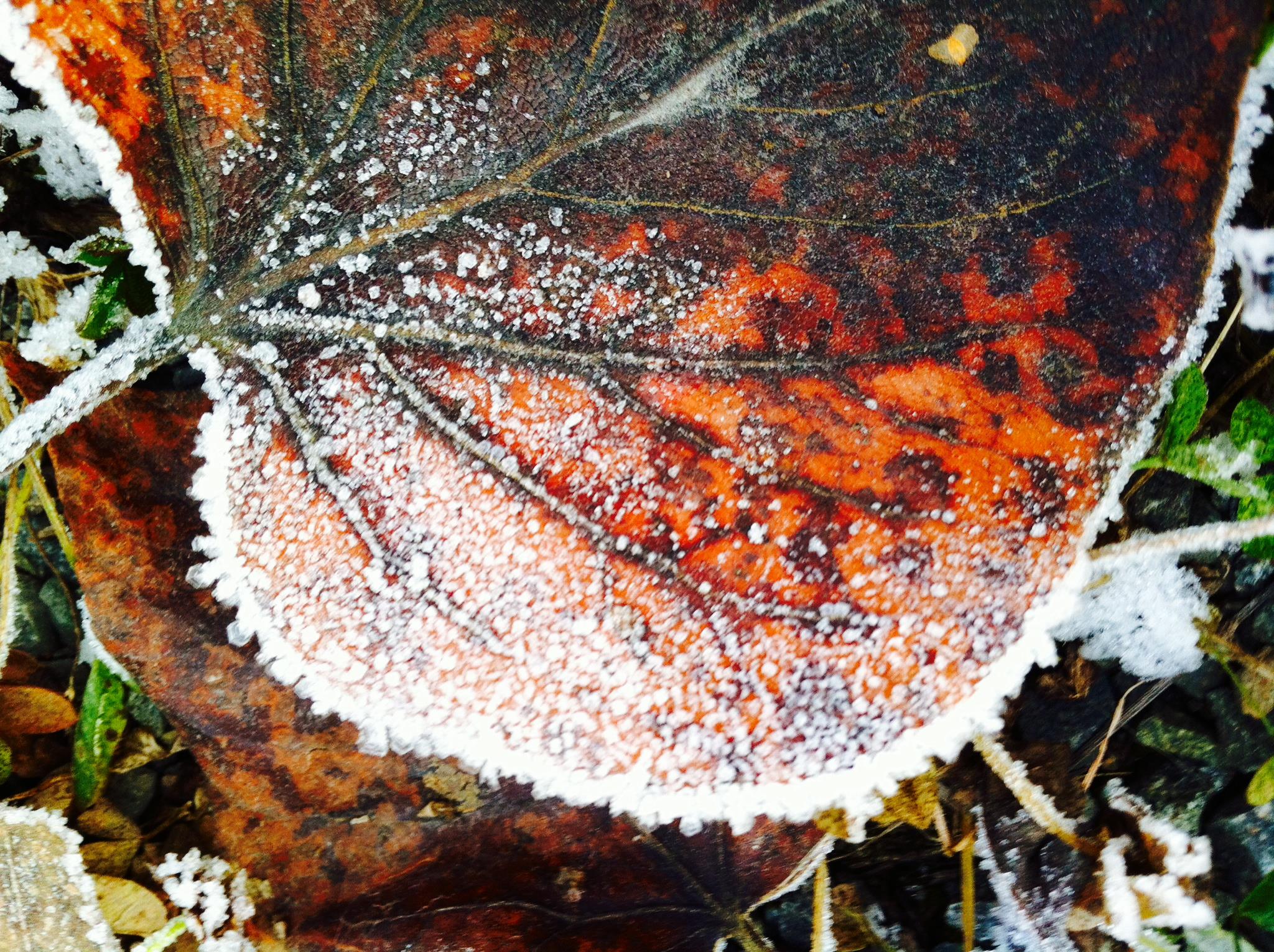 mary-frost-3.jpg
