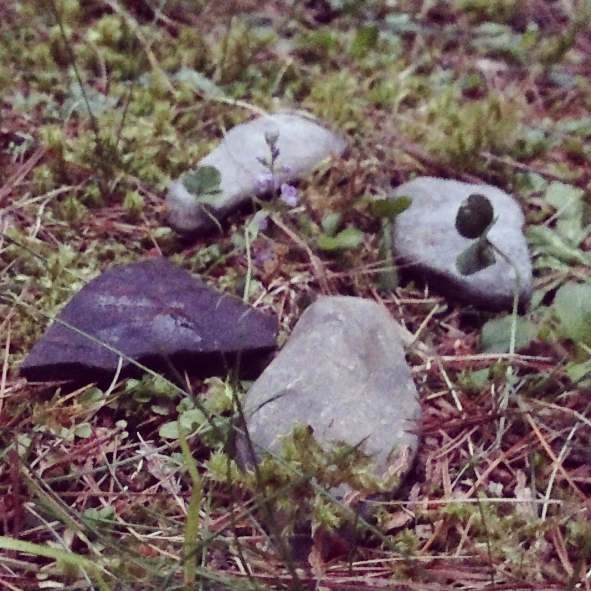 During our visit to the Adirondacks in July 2014, Baxter carefully worked each of these flat stones out from the cracks between large stone slabs near the water and gathered them together near the house—closer to the spot where he played with sticks and lounged in the sun. His collection grew over two or three days. Now it's on our nightstand.