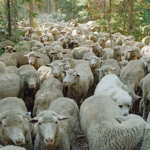 sleep-sheep-square.jpg
