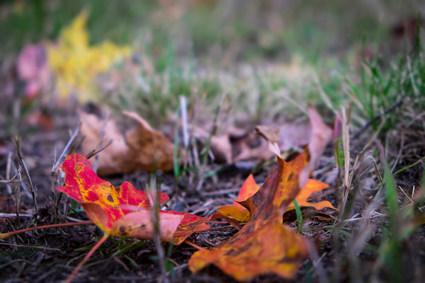 Autumn leaves